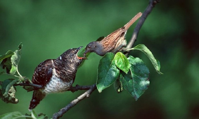 Climate change is disrupting seasonal behaviour of Britain`s wildlife